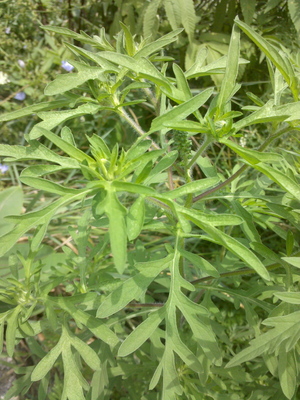 ragweed leaf.jpg